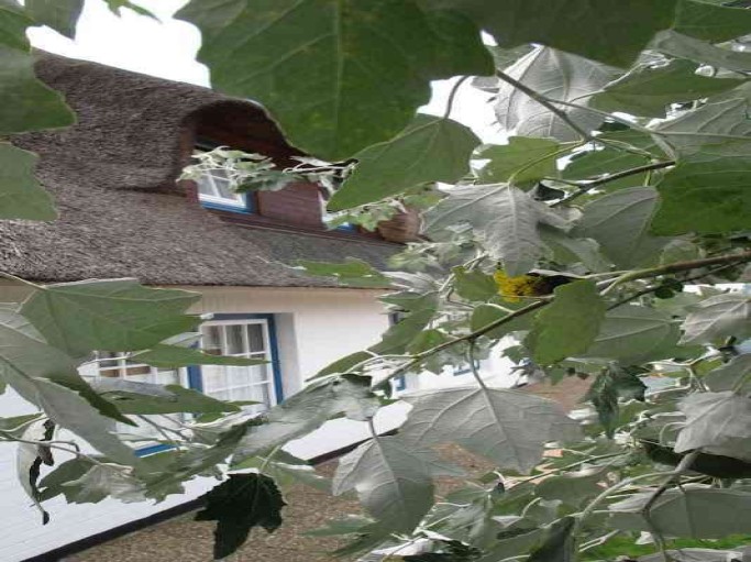 Ferienwohnung Nr. 2 unter Reet im Linderhof in Westerland auf Sylt - Bild 6